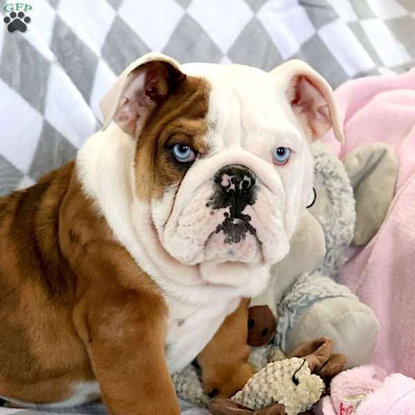 Coach, English Bulldog Puppy